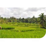 View Bali